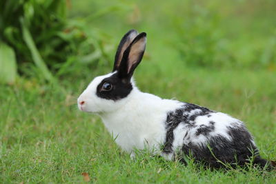 Rabbit looking away on field