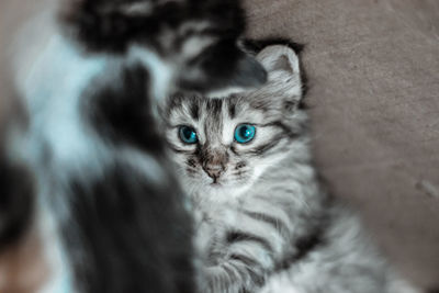 Close-up portrait of cat