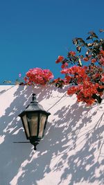 Low angle view of flowering plant against clear blue sky