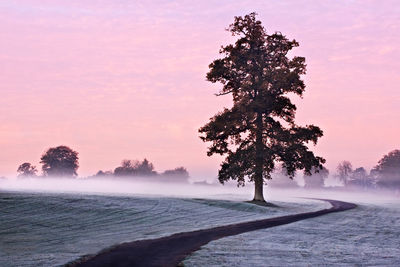 Trees against sky during winter