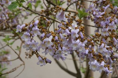 Close-up of white flowers on branch