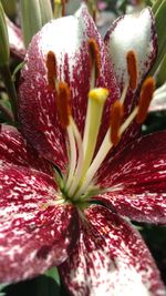 Close-up of pink flower blooming in garden