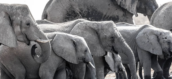 The elephant in namibia