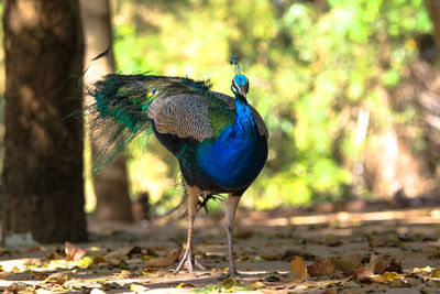 Close-up of a peacock