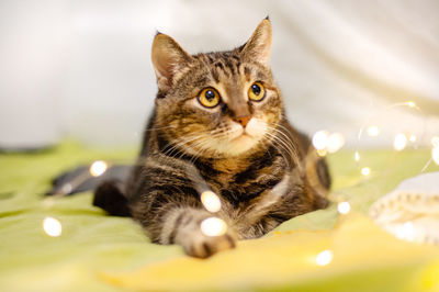 Close-up portrait of a cat