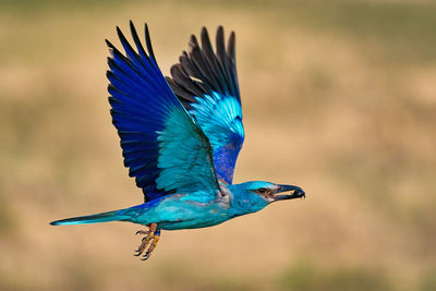 Low angle view of bird flying against sky