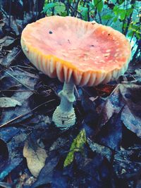 Close-up of mushroom on field