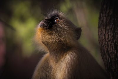 Close-up of brown looking away outdoors