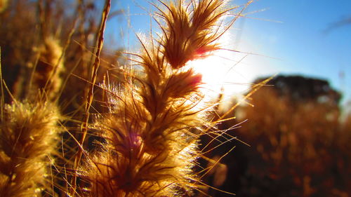 Close-up of plants against sky