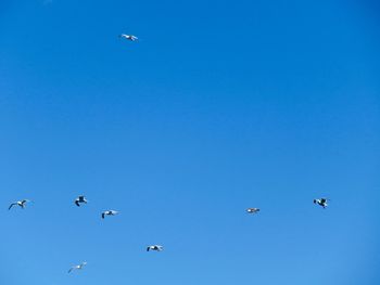 Low angle view of birds flying against clear blue sky