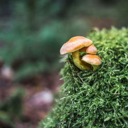 Close-up of mushroom growing outdoors