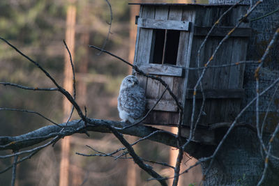 Close-up of bird perching on branch