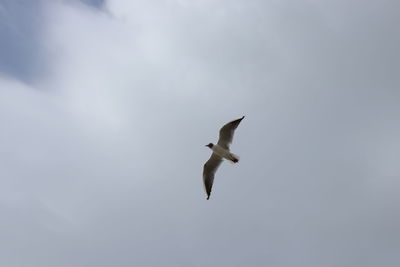 Low angle view of seagull flying in sky