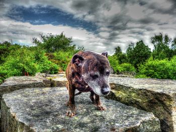 Dog on landscape against cloudy sky