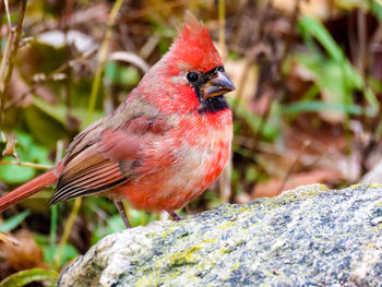 Close-up of bird perching on red outdoors