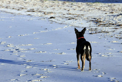 Black dog running on beach