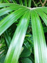 Close-up of fresh green plant