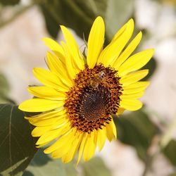 Close-up of honey bee on sunflower