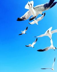 Low angle view of seagulls flying