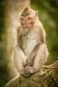 Close-up portrait of monkey