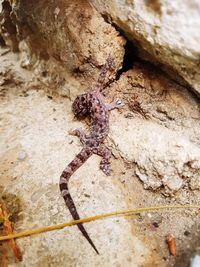 High angle view of ant on rock