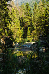Scenic view of lake in forest