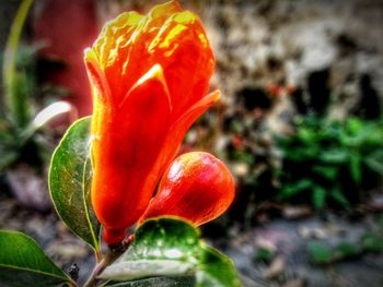 Close-up of red flower against blurred background