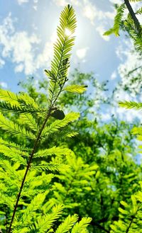 Low angle view of leaves on tree against sky