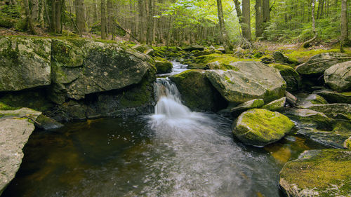 Scenic view of waterfall in forest