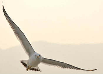 Seagull flying in the sky