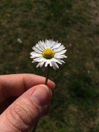 Cropped image of hand holding daisy