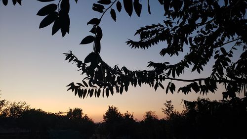 Low angle view of silhouette trees against sky during sunset