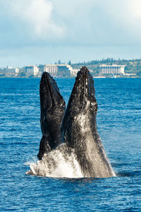 Two humpback whales breaching, hawaii