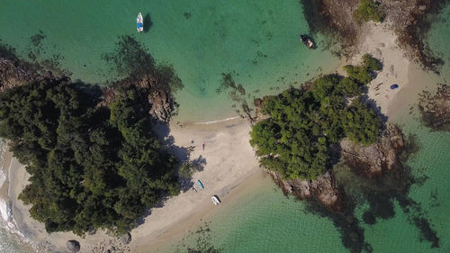 High angle view of trees on beach