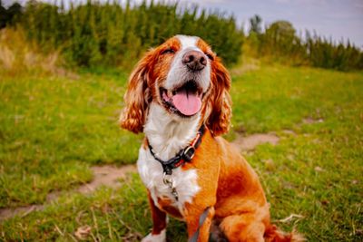 Dog looking away on field