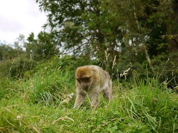 Monkey in a field