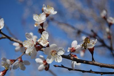 Low angle view of apple blossoms in spring