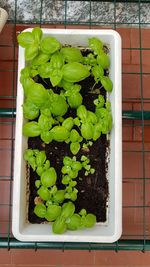 High angle view of green leaves in container