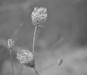 Close-up of wilted flower bud