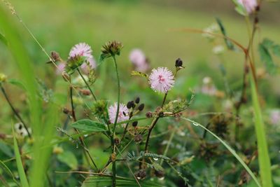 Close-up of honey bee pollinating on pink flower