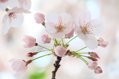 Close-up of pink flowers on tree