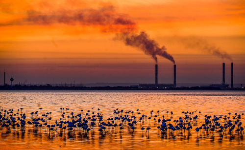 Migratory birds in front of the sea water purification plant west of kuwait city