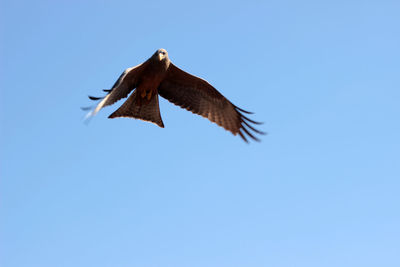 Low angle view of eagle flying against clear blue sky