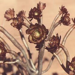 Close-up of rusty metal