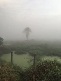 Trees on landscape against sky during foggy weather