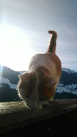 View of cat against sky