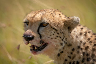 Cheetah cub hunting in forest