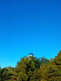 Low angle view of trees against blue sky