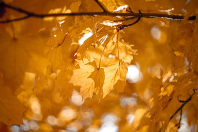 Close-up of cherry blossom during autumn