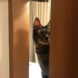 Portrait of cat looking through window at home